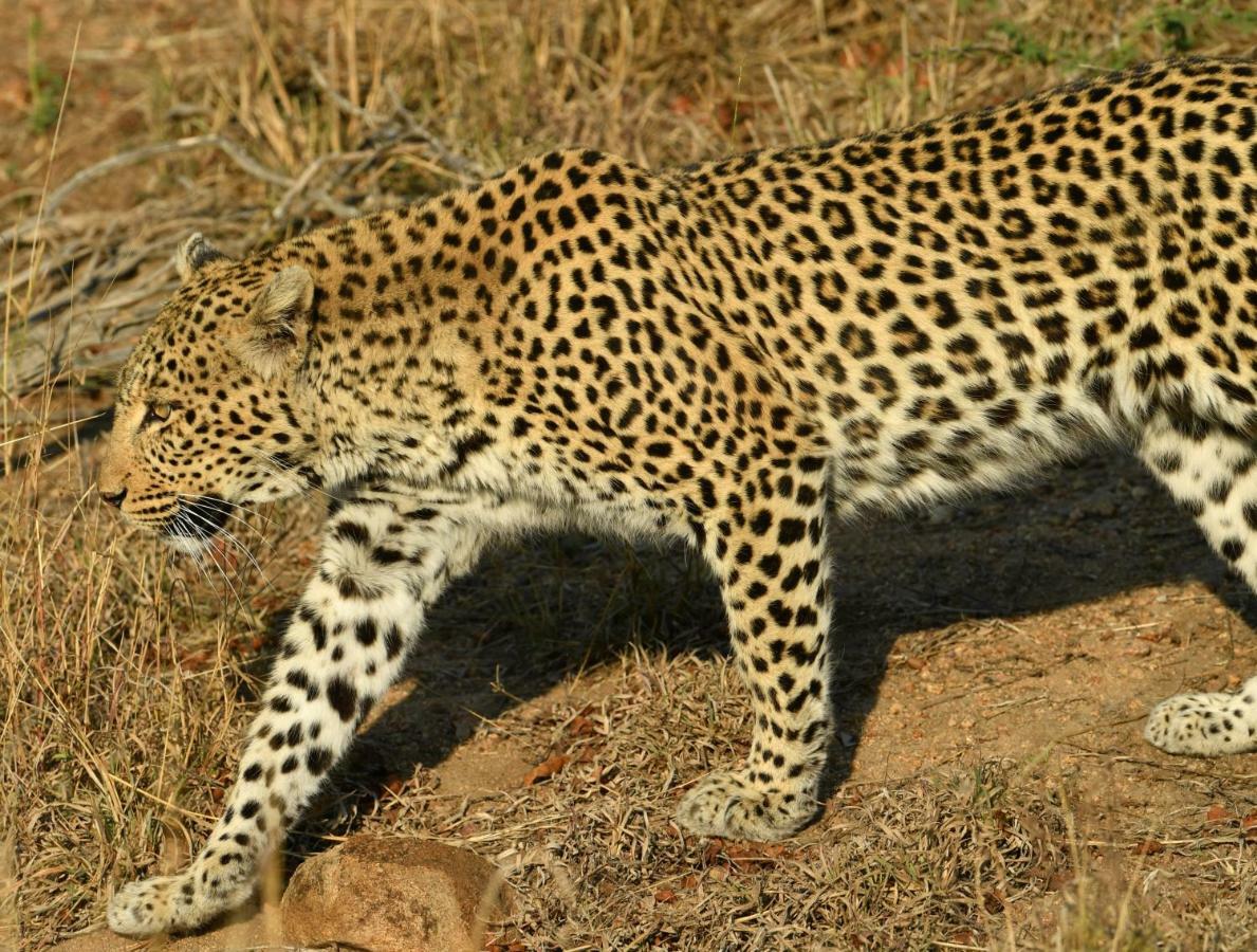Bona Ngwenya Lodge & Safaris Marloth Park Esterno foto