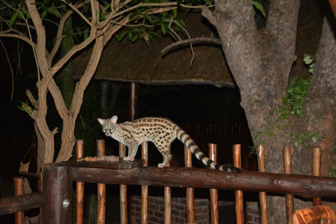 Bona Ngwenya Lodge & Safaris Marloth Park Esterno foto