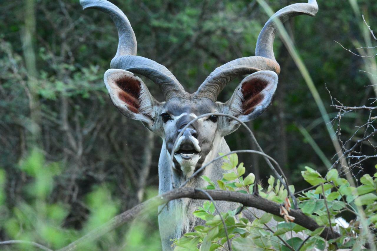 Bona Ngwenya Lodge & Safaris Marloth Park Esterno foto