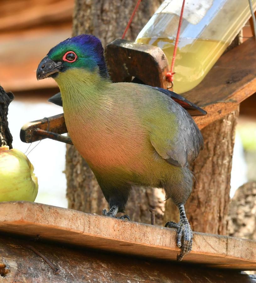 Bona Ngwenya Lodge & Safaris Marloth Park Esterno foto