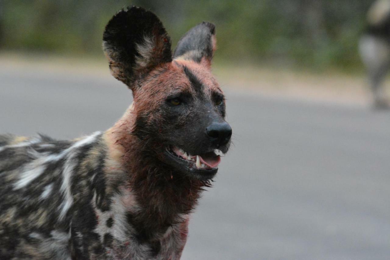 Bona Ngwenya Lodge & Safaris Marloth Park Esterno foto