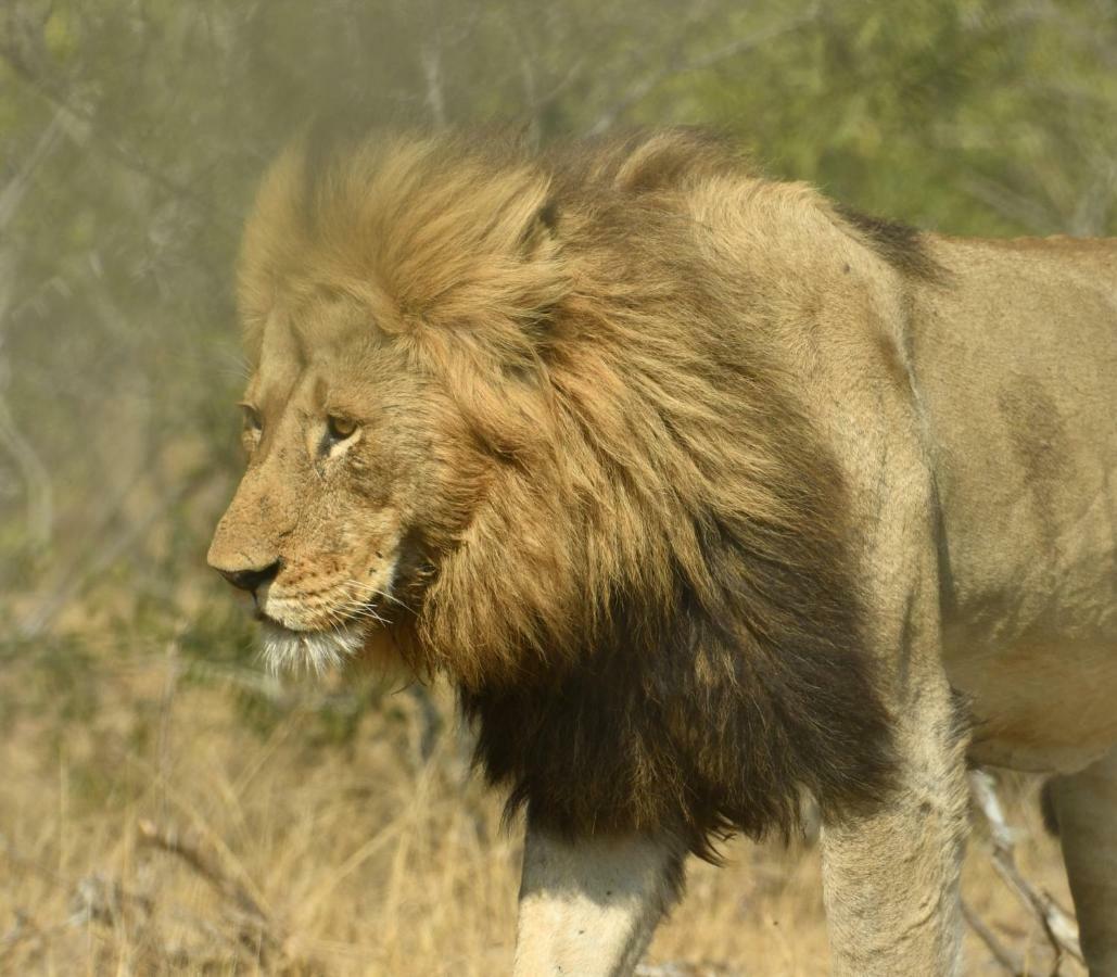 Bona Ngwenya Lodge & Safaris Marloth Park Esterno foto